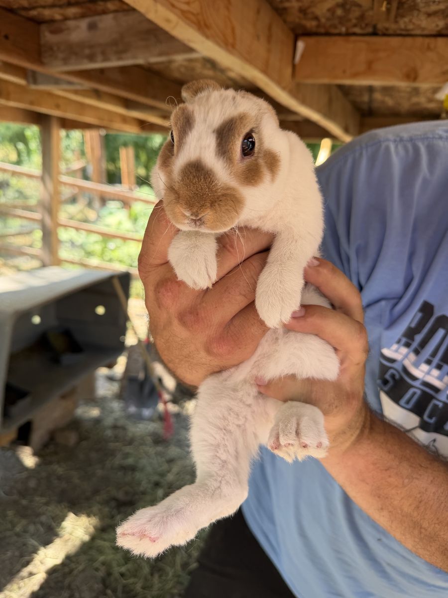 Rex bunnies
