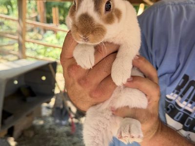 Rex bunnies