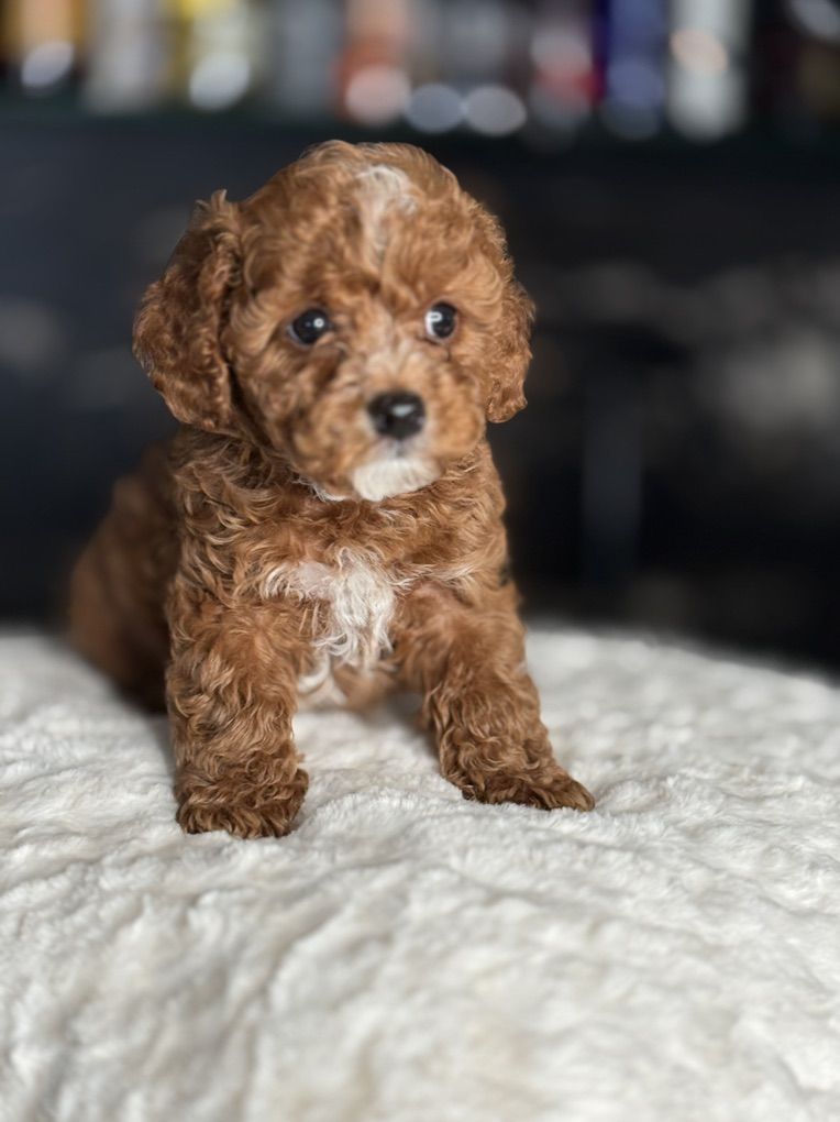 Stunning Tiny Cavapoo Puppies