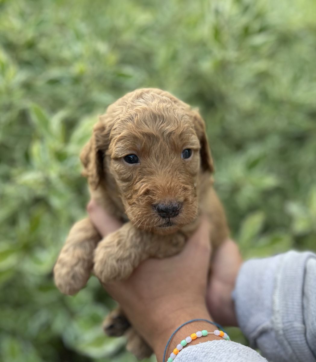 Nine Perfect Golden Doodle Retriever Puppies!