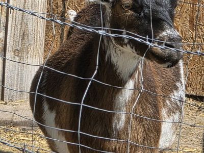 Nigerian Dwarf goats