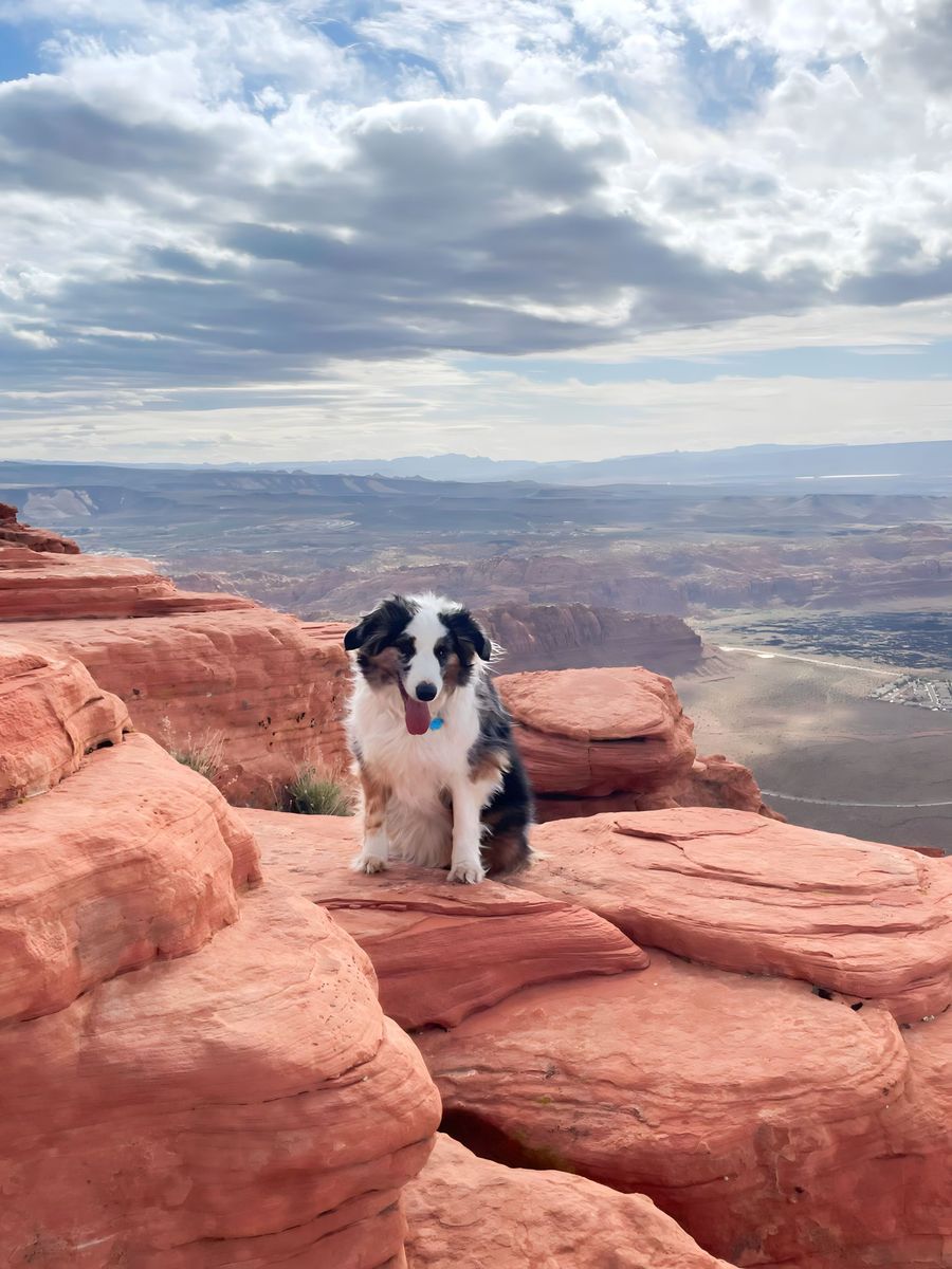 9-Year-Old Aussie Who Loves Adventures & Snuggles