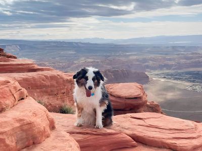 9-Year-Old Aussie Who Loves Adventures & Snuggles