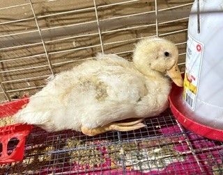 Free duck