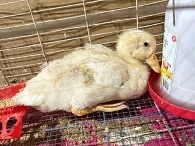 Free duck