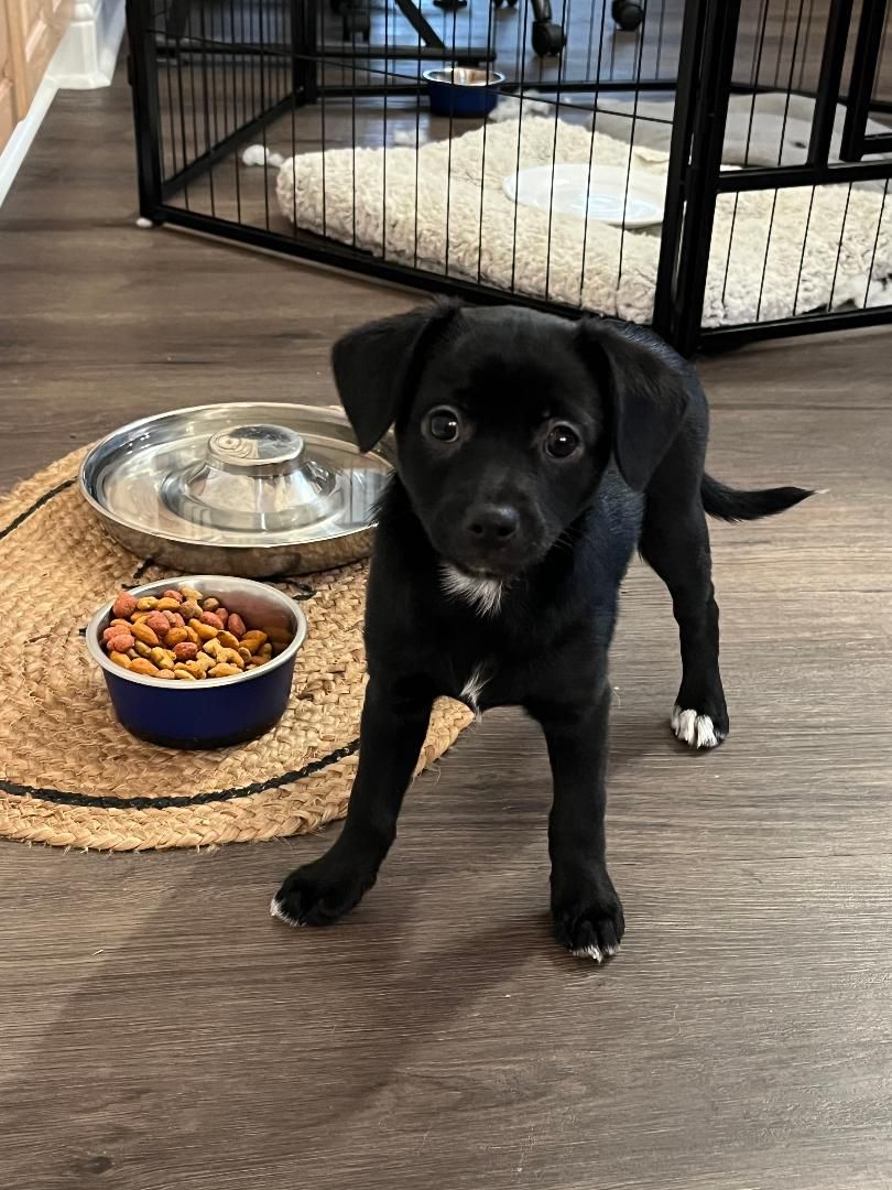 Aussie Chi  - Mini Australian Shepherd / Chihuahua Mix