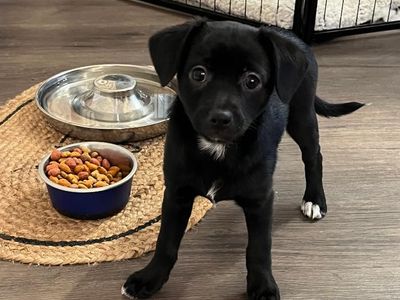 Aussie Chi - Mini Australian Shepherd / Chihuahua Mix