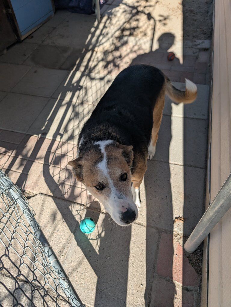 good dog needing a good home!