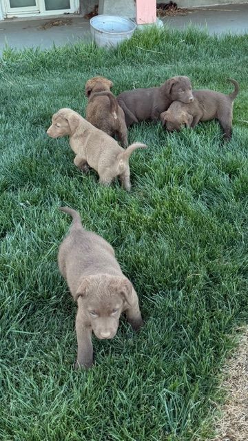 Chesapeake Bay Retrievers