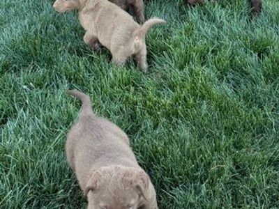 Chesapeake Bay Retrievers
