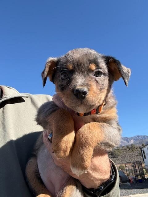 Rottweiler / Australian Shepherd