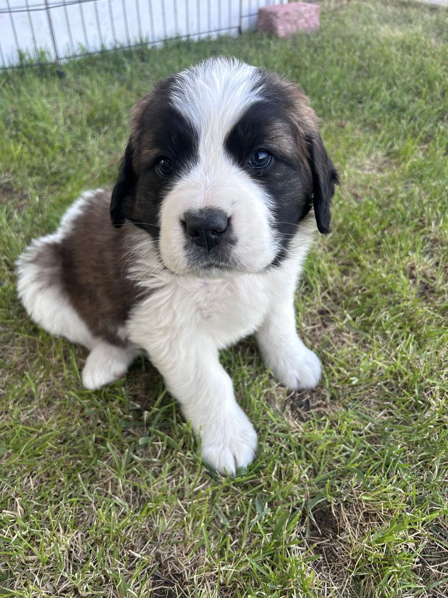 St Bernard Puppies