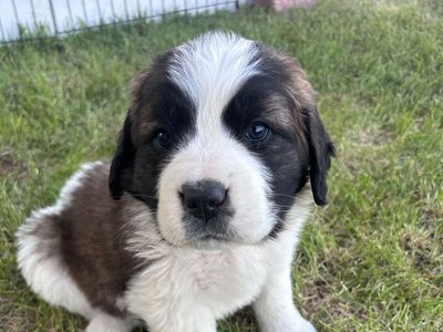 St Bernard Puppies