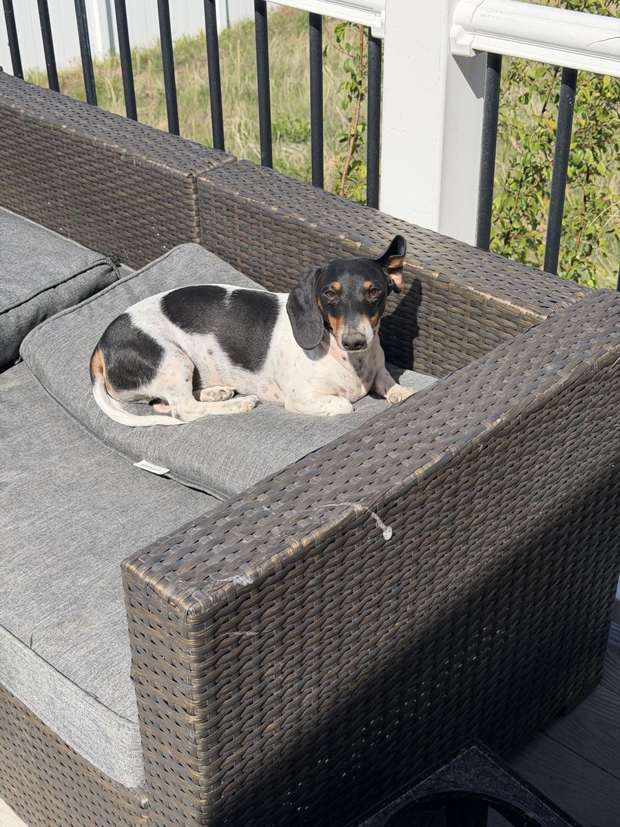 2 male mini dachshunds piebald
