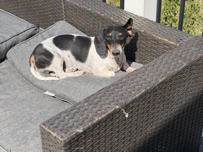 2 male mini dachshunds piebald