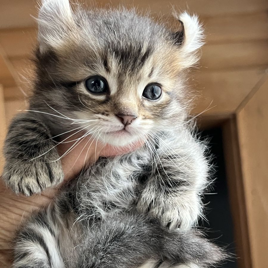 Baby Highlander