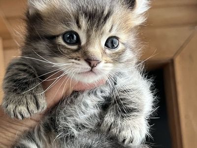 Baby Highlander