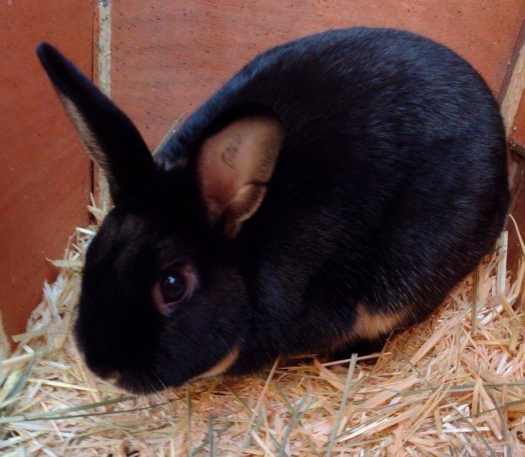 Purebred Mini Satin Otter Buck rabbit