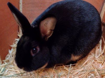 Purebred Mini Satin Otter Buck rabbit