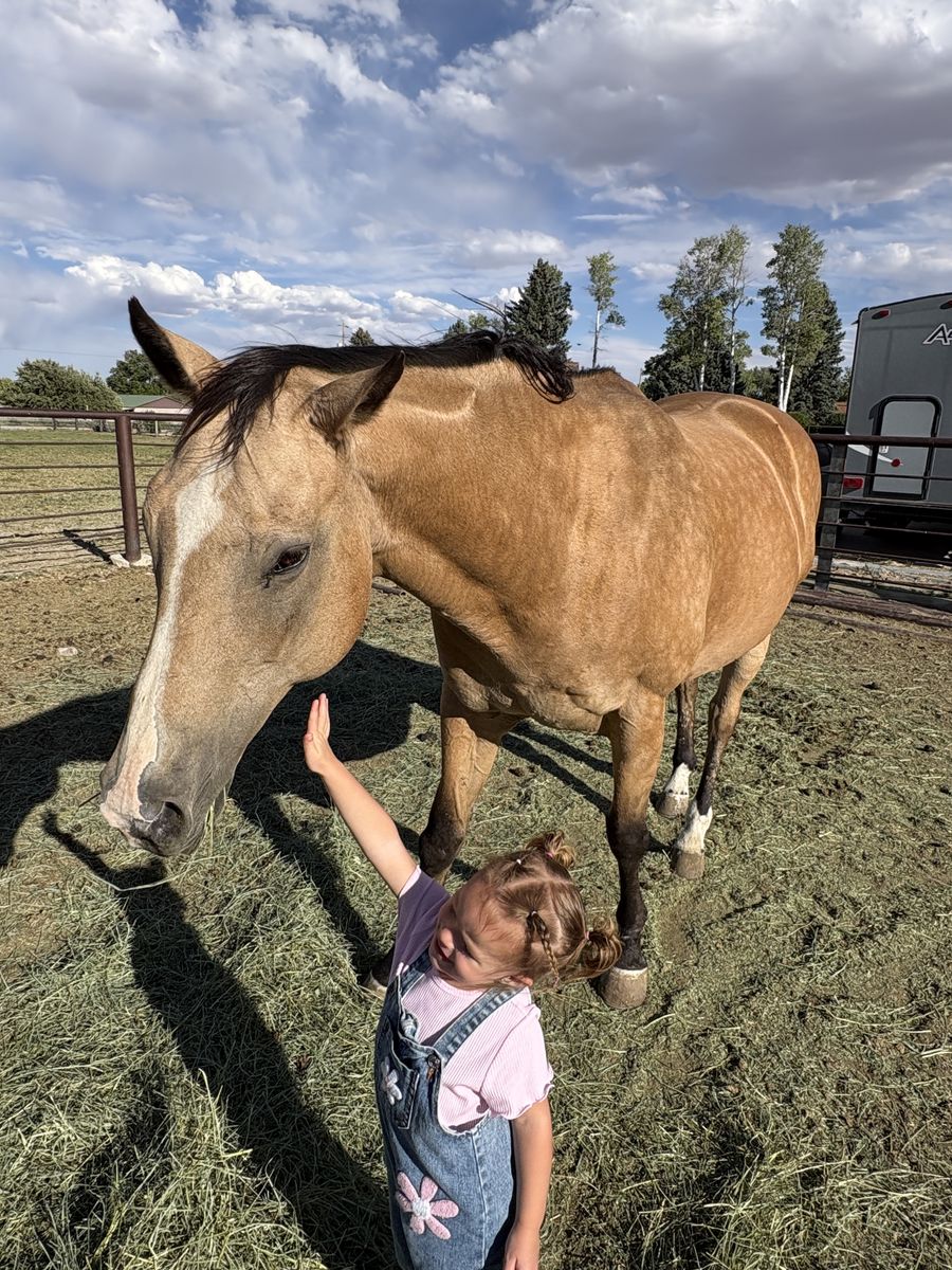 Horse for salr
