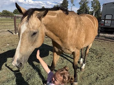 Horse for salr