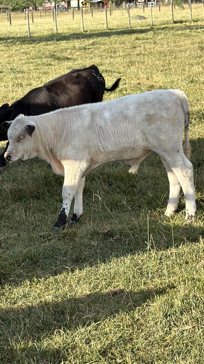 British white bull calf