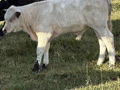 British white bull calf