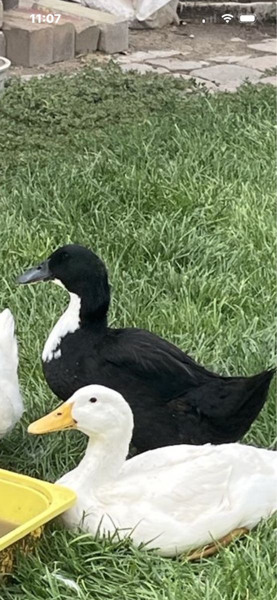 One Black Drake Duck