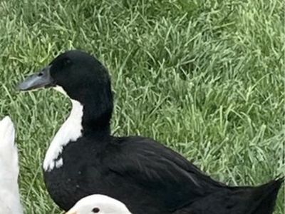 One Black Drake Duck