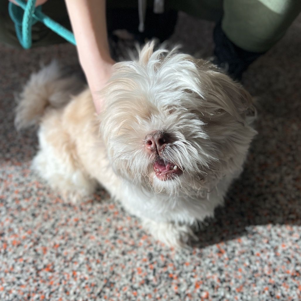 Hello my name is Remy