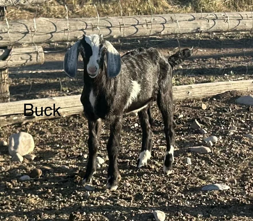 Nubian buckling