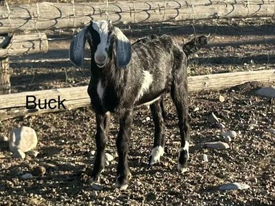 Nubian buckling