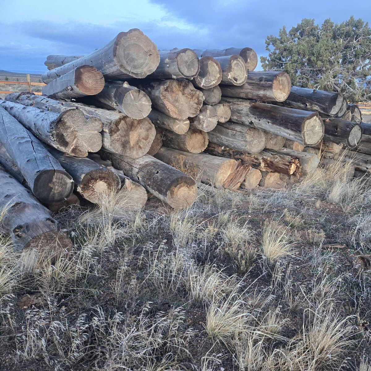Douglas fir logs