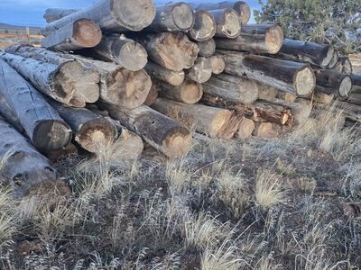 Douglas fir logs