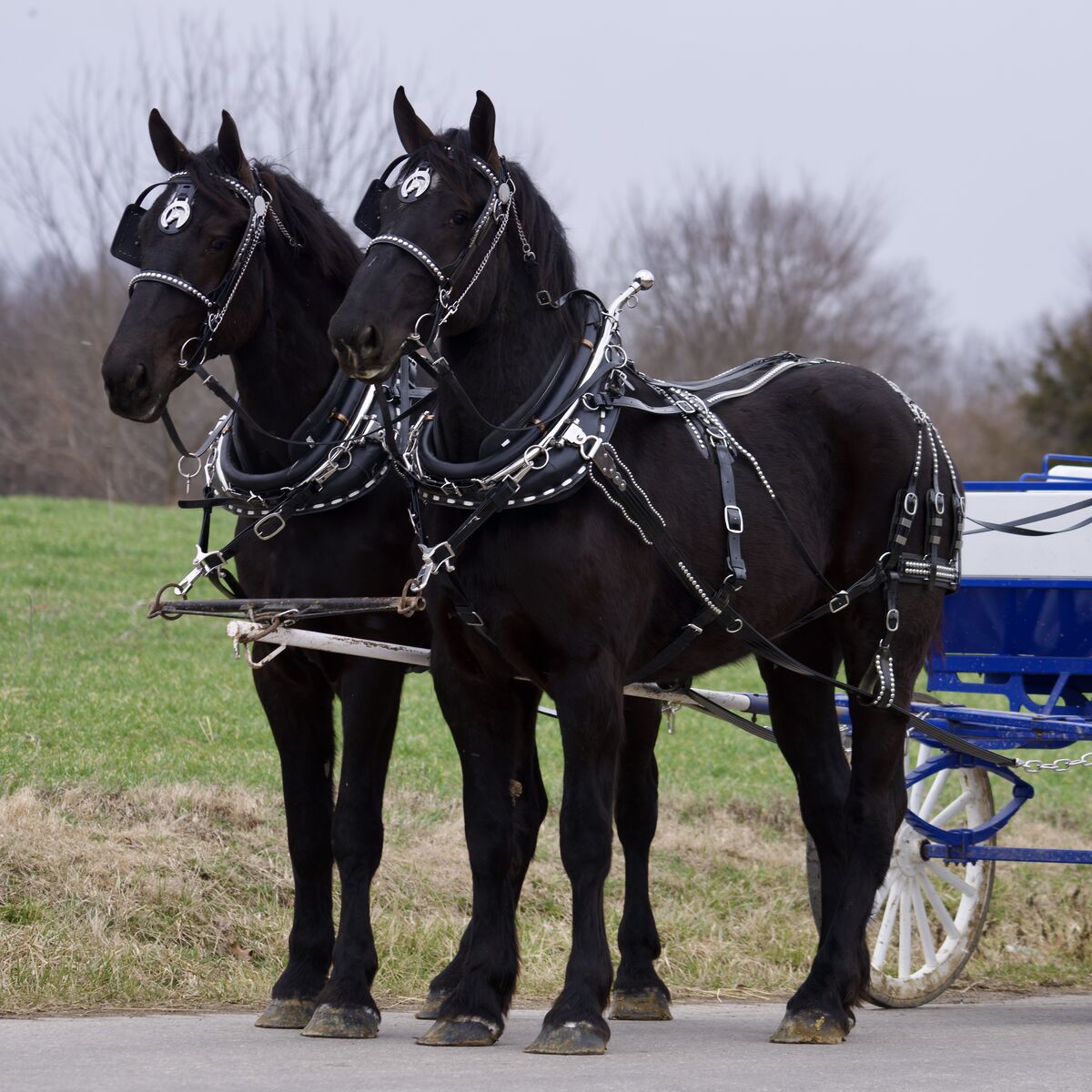 Registered Percheron Draft Horse Mare Team