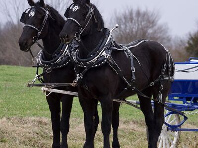 Registered Percheron Draft Horse Mare Team