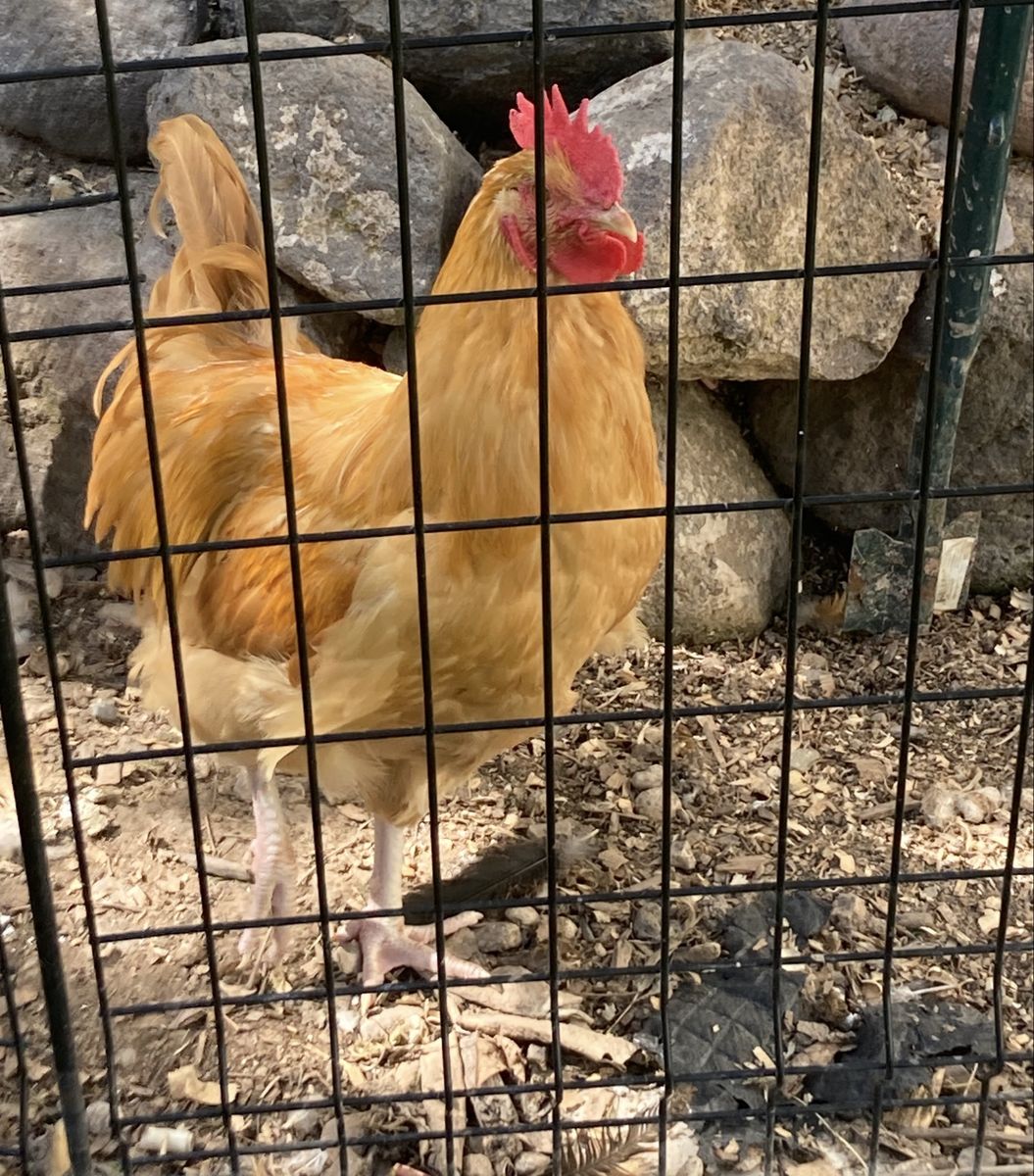 Free Buff Orpington Rooster- Healthy & Vibrant Farm Bird
