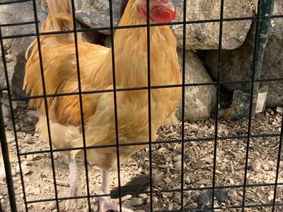 Free Buff Orpington Rooster- Healthy & Vibrant Farm Bird