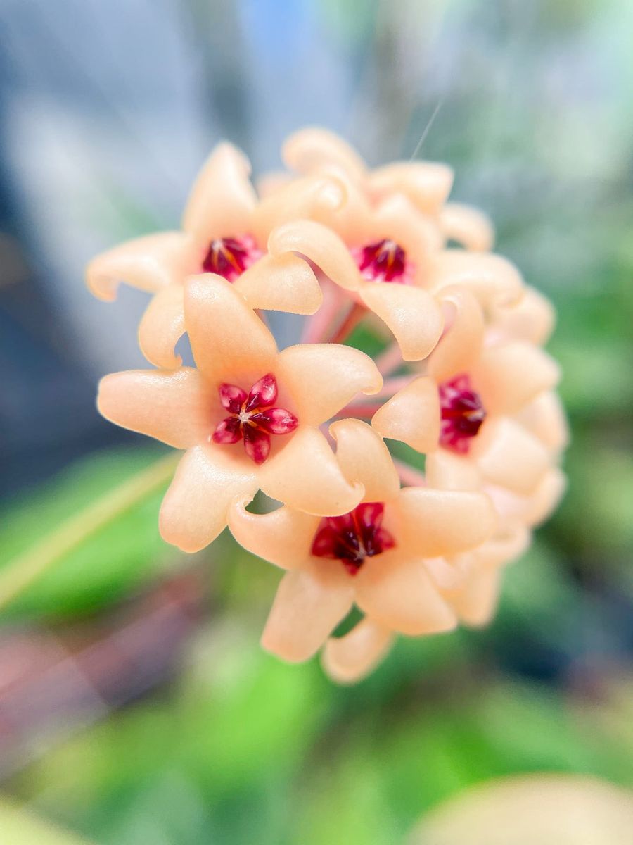 Hoya cutis-porcelana - Plant