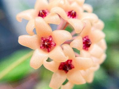Hoya cutis-porcelana - Plant