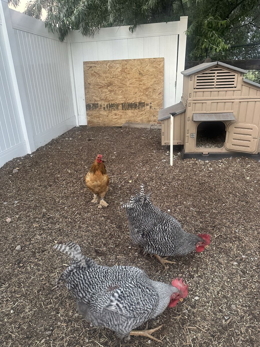 Free Roosters