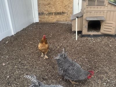 Free Roosters