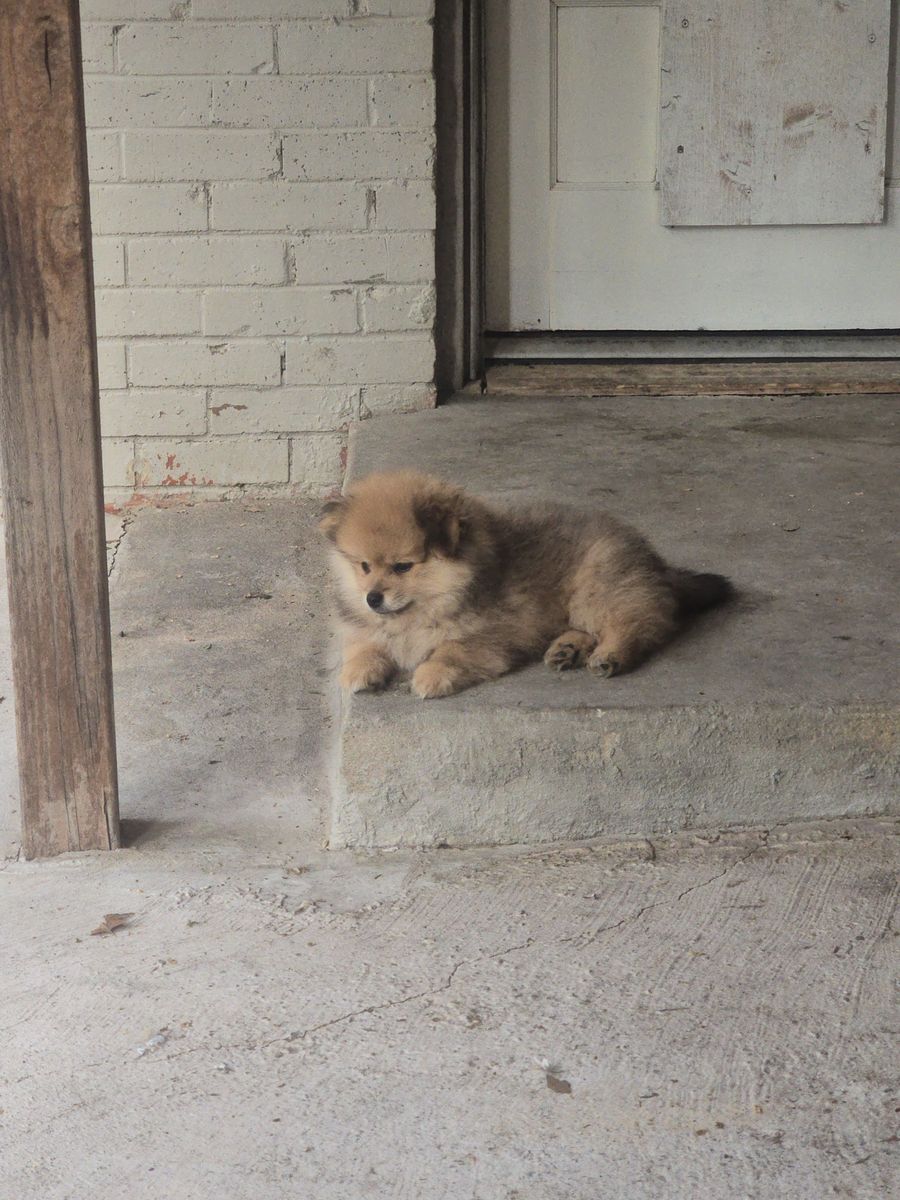 Pure Bread Pomeranions