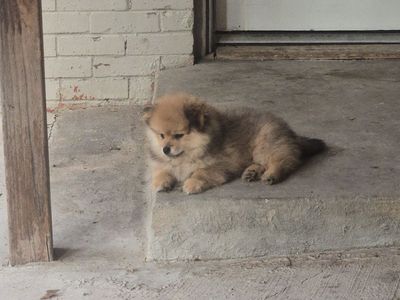 Pure Bread Pomeranions