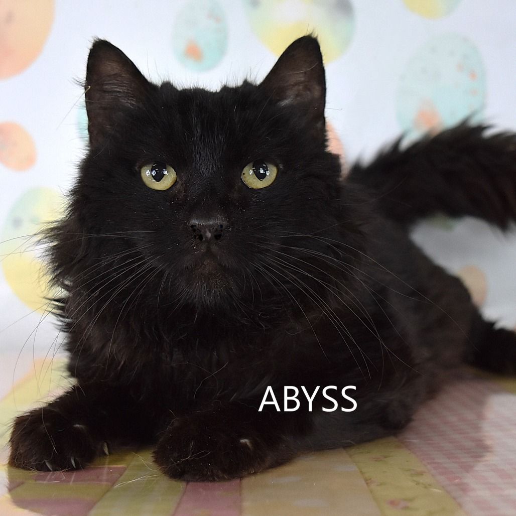 Hello my name is Abyss