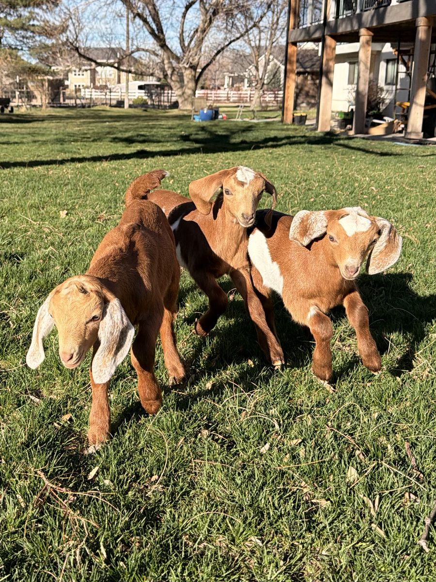 ADGA Nubian Bucklings