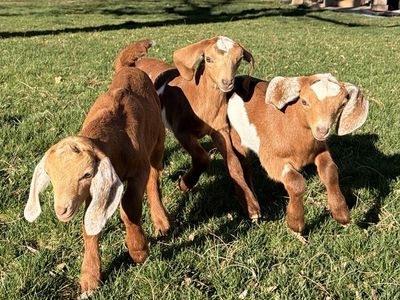 ADGA Nubian Bucklings