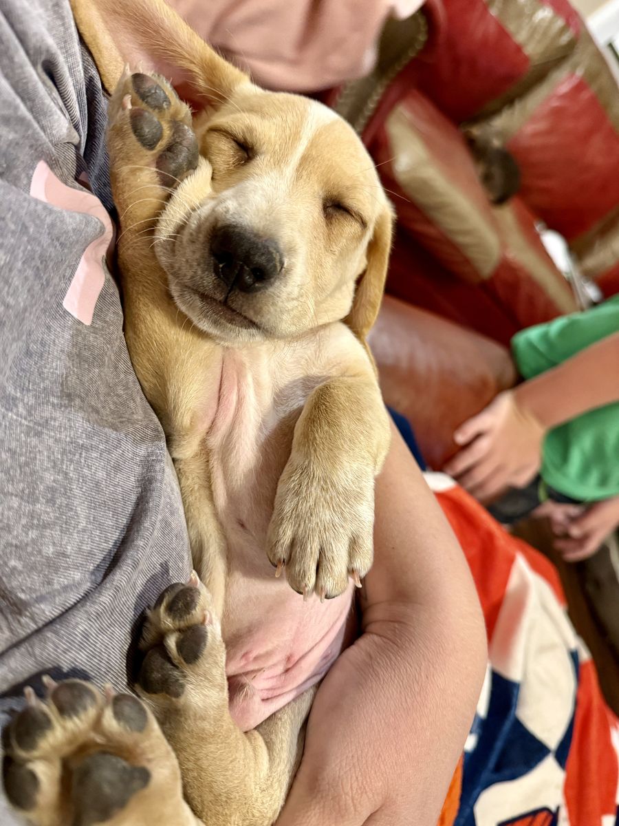 Rare Mini Dachshund Ready now!