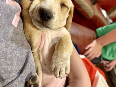 Rare Mini Dachshund Ready now!