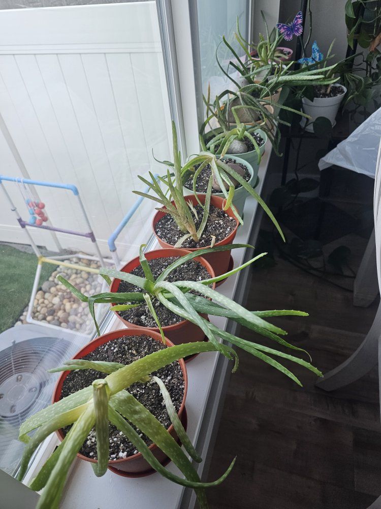Aloe Vera